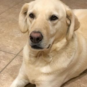 Meet your Posher, Thomas